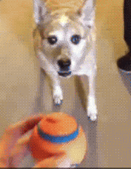 11张GIF告诉你，家里有只萌宠是件多么开心的事