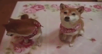 11张GIF告诉你，家里有只萌宠是件多么开心的事