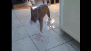 汪星人穿鞋:一步两步，一步两步~似魔鬼的