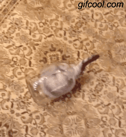 10张动态图：纹身的英文是她一共有多少前男友