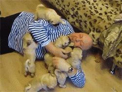 同时养好几只狗狗是一种怎样的体验？你太天真了