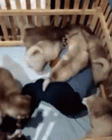 同时养好几只狗狗是一种怎样的体验？你太天真了