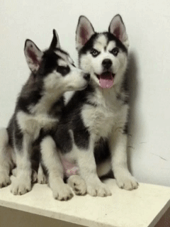 同时养好几只狗狗是一种怎样的体验？你太天真了