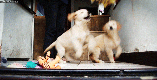 同时养好几只狗狗是一种怎样的体验？你太天真了