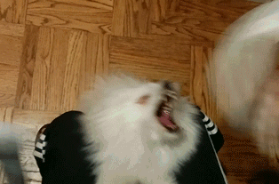 黑汪星人一定学过跆拳道，全程打架感觉金