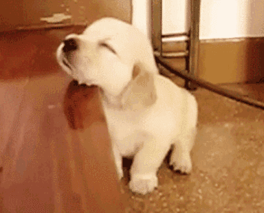 对于汪星人来说，能睡觉的地方就都是床！