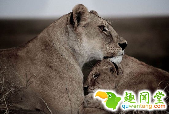 英国摄影师记录非洲野生动物生存惨境(高清组图)