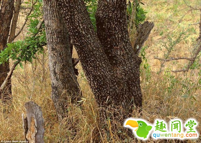 17只史上最会隐身的动物，看看你能找出几只！