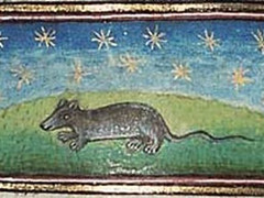 10大被中世纪的人完全弄错的普通动物！