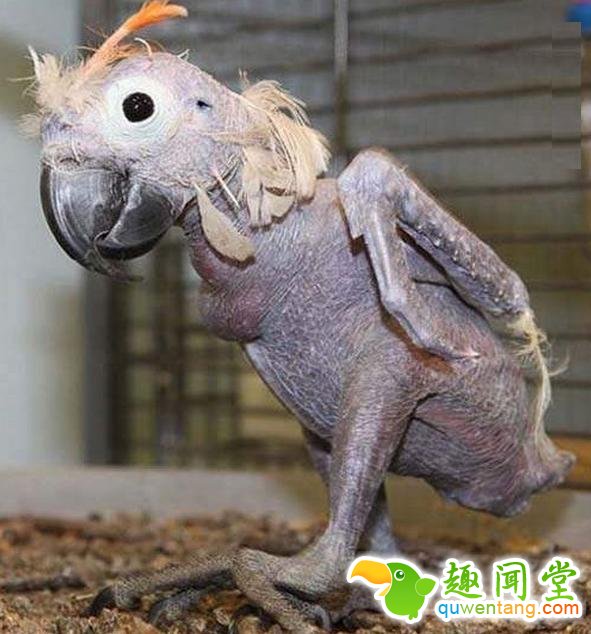 如果动物没毛了，你还能猜出它是什么吗？第一只就难倒了我