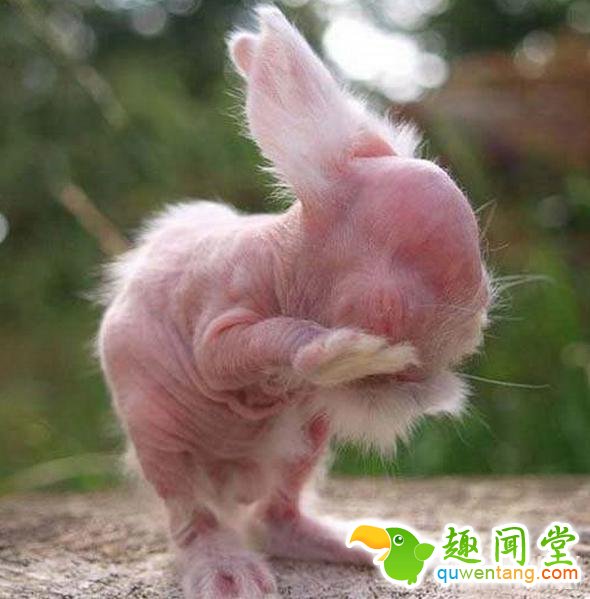 如果动物没毛了，你还能猜出它是什么吗？第一只就难倒了我