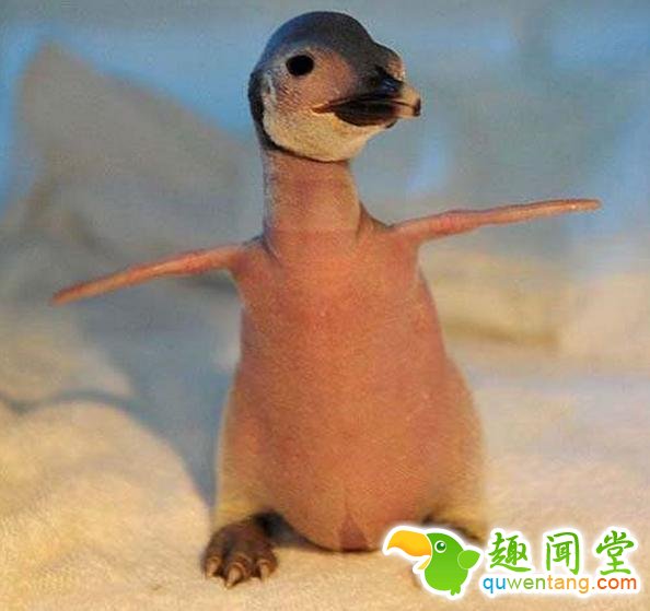 如果动物没毛了，你还能猜出它是什么吗？第一只就难倒了我