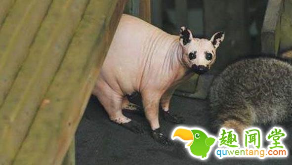 如果动物没毛了，你还能猜出它是什么吗？第一只就难倒了我