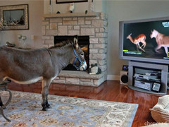 家有萌宠小毛驴的幸福生活！