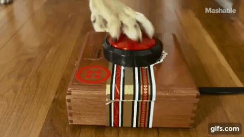 这年头狗都会自拍了！还会把自拍照发给你！