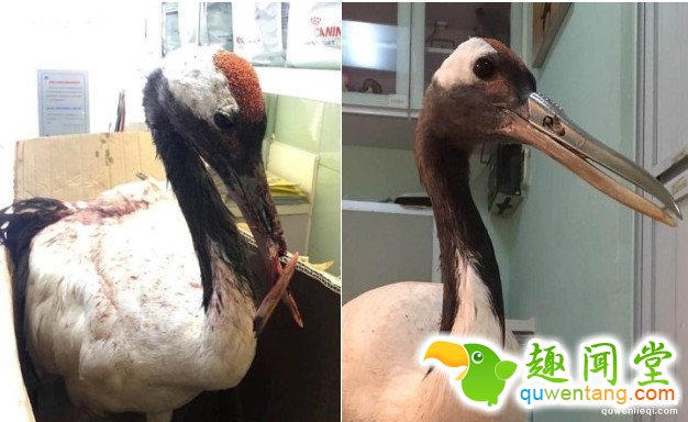 超稀有的丹顶鹤因为打架嘴巴断掉以后死定了，但手术后她现在的「钢铁超帅鸟嘴」已经让其他鸟都金盆洗手了!