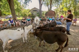 一头小驴子能改变你的人生？让毛驴陪你思