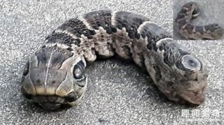 惊呆！阿根廷出现怪异双头生物还3只眼 引