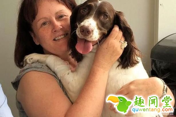 已经有600隻狗狗在这座桥上自杀...科学家终于找到可怕塬因了!