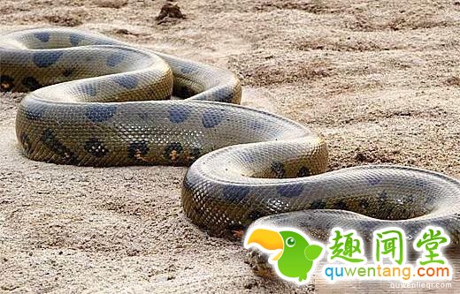 选墓地火烧蛇窝 遭蛇仙报仇全族800人被灭口！