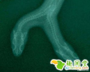 这就是身价35万的超罕见双头蛇，每到喂食