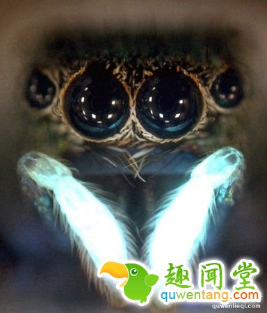 都很奇怪：动物11种古怪的求偶和交配方式