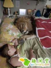 女子与雄狮同吃同睡，男友看不下去分手了