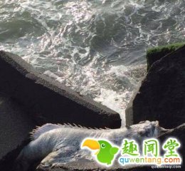 网友垂钓目击1.6米腹部有“脚”怪物 背部