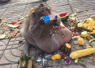 泰国猴子胖成猪 因游客投食过多造成