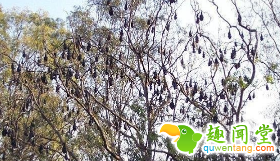 男子澳洲度假遇见怪树 吓的双腿发软转身就跑