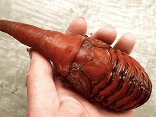 男子发现超怪异生物  这外形没法直视