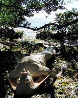 揭开美人鱼神秘面纱，走入美人鱼世界