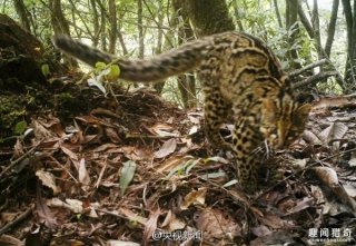 快灭绝了！云南首次拍到最神秘的“猫”