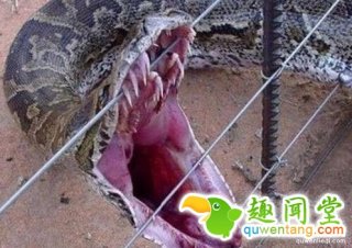 三峡大坝内藏有一条巨蛇？揭秘三峡大坝灵