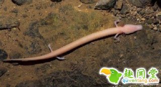 神奇！盘点地球上五种没