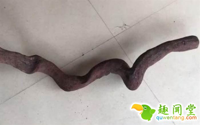 一位土豪花了150万买了一根像条蛇的?；颇玖?，当众就找人切开木材后，里面的东西竟让他一夜变成千万富翁...