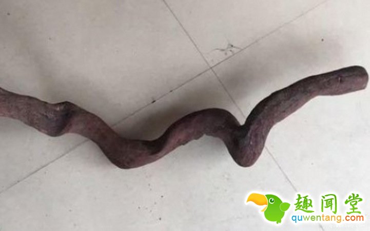 一位土豪花了150万买了一根像条蛇的海黄木料，当众就找人切开木材后，里面的东西竟让他一夜变成千万富翁...