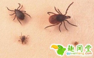 这3种极为常见的小害虫只要轻轻一碰就可