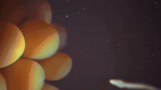 科学家用蒲公英做“分子避孕套”  比传统