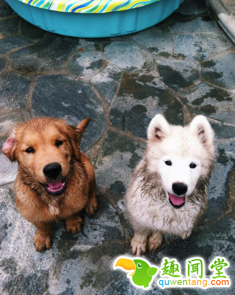 每发现好玩的事第一个就想到你！两只狗狗示范10项挚友特质图片