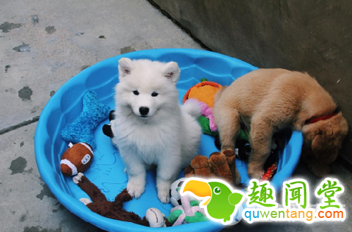 每发现好玩的事第一个就想到你！两只狗狗示范10项挚友特质图片