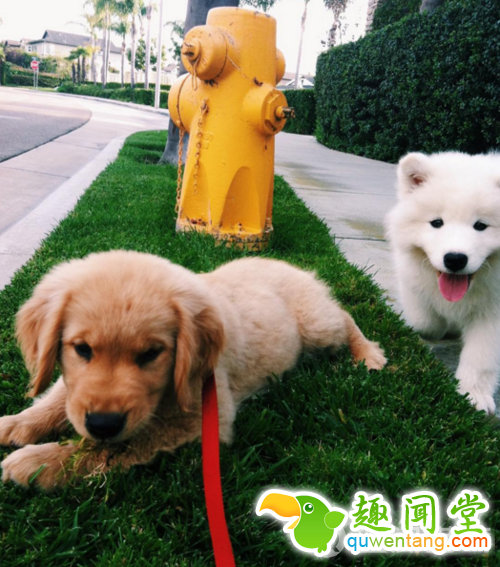 每发现好玩的事第一个就想到你！两只狗狗示范10项挚友特质图片