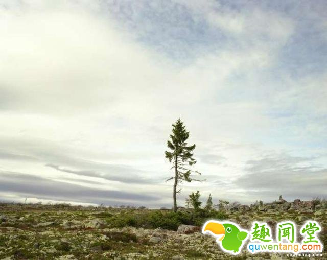 世界上“长生不老”的植物，有些已经存活10万年了