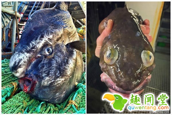 渔夫网上狂晒“怪鱼”照走红：外形生物就是这样