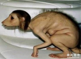 妇人突然变狗？探秘超离奇的三件事