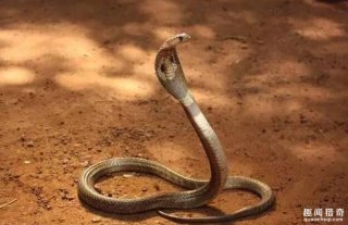 盘点12种比较特别的蛇类，有的看起来有点