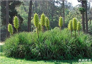 盘点世界上超恐怖的7种植物  有的分分钟就