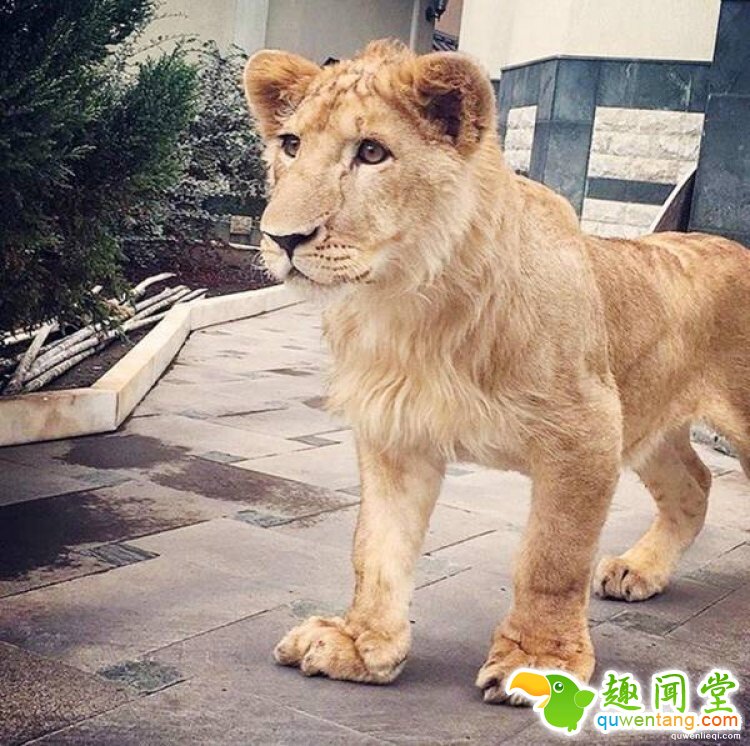 摔跤手找不到训练对象，于是养了只狮子当对手