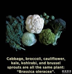 盘点15个让你瞬间觉得自己是外星人的冷知