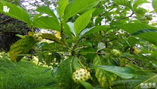 探险家挑战最恶心「呕吐果」，水果刚入口